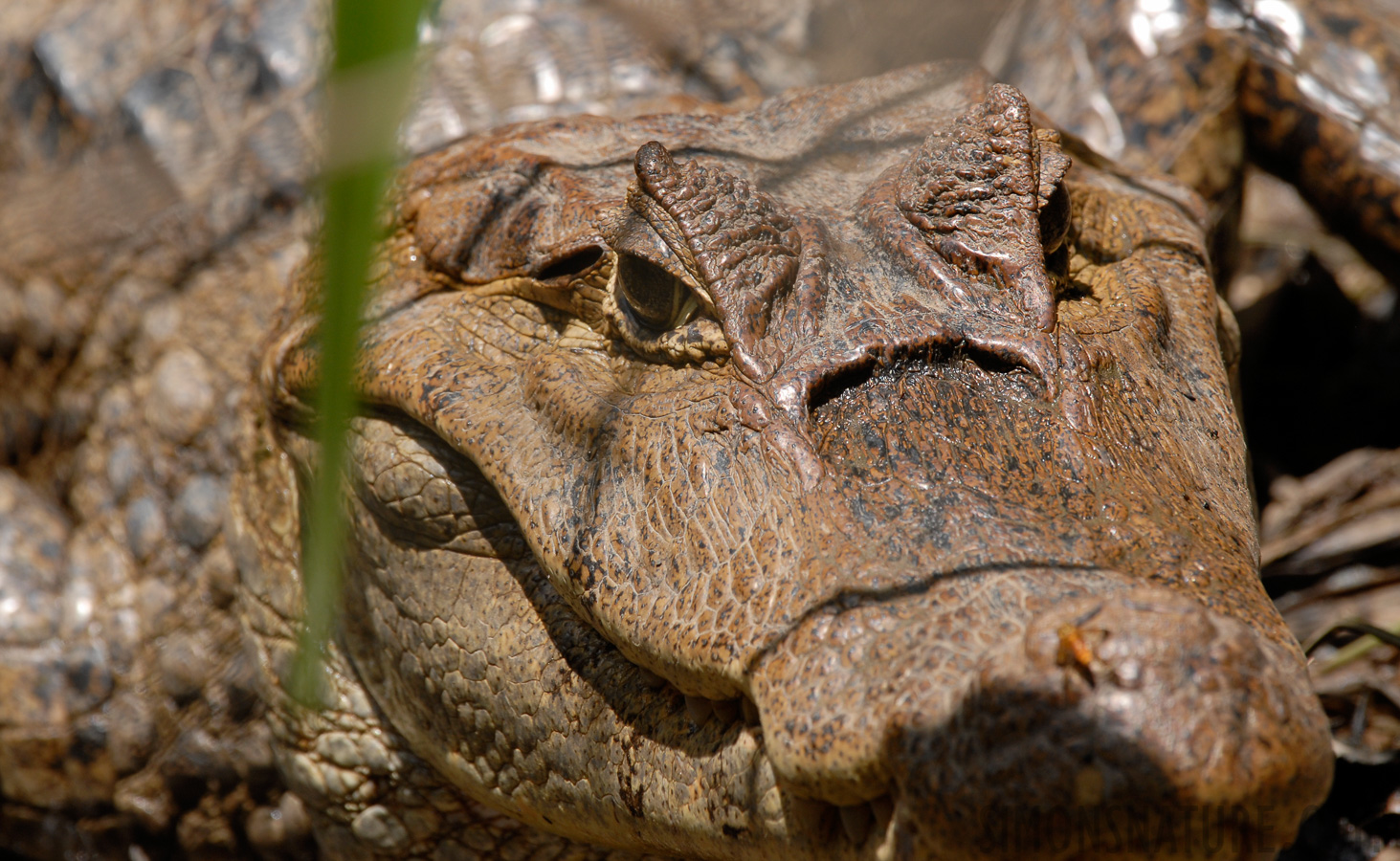 Caiman crocodilus [400 mm, 1/180 Sek. bei f / 9.0, ISO 200]
